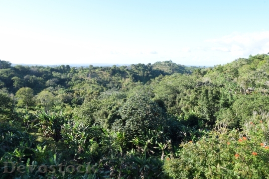 Devostock Trees Utuado Forest Tropical
