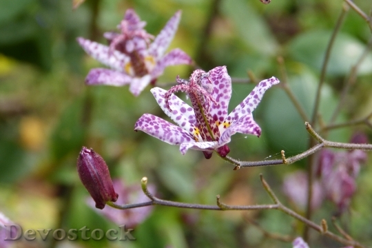 Devostock Tricyrtis Hirta Lily Flower