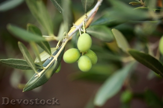 Devostock Trois Petites Olives