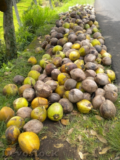 Devostock Tropical Coconuts Bali 1088213