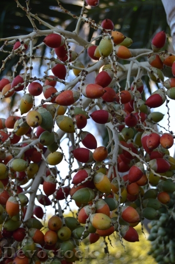 Devostock Tropical Fruit Berries Exotic