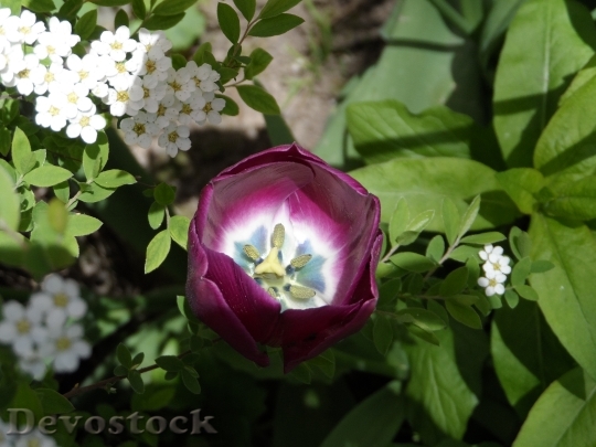 Devostock Tulip Filled Violet Purple