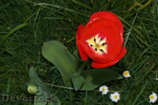Devostock Tulip Flower Lily Family