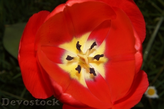 Devostock Tulip Flowers Ovary Stamp 0