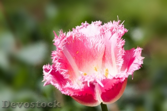 Devostock Tulip Lily Family Nature 0