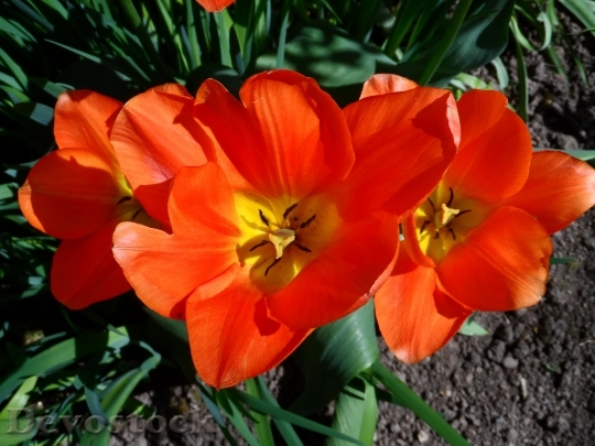Devostock Tulip Orange Light Blossom