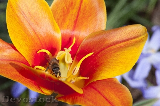 Devostock Tulip Stamp Stamens Lily 4