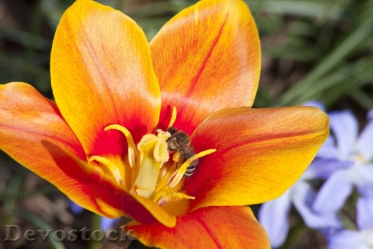 Devostock Tulip Stamp Stamens Lily 6