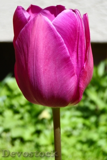Devostock Tulip Violet Purple Bright