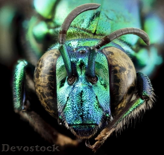 Devostock Two Faced Bee