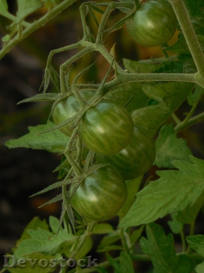 Devostock Unripe Tomatoes Tomato Green