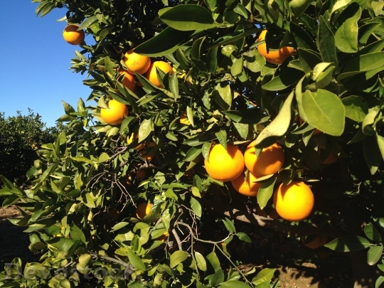 Devostock Valencia Orange Tree Fruit