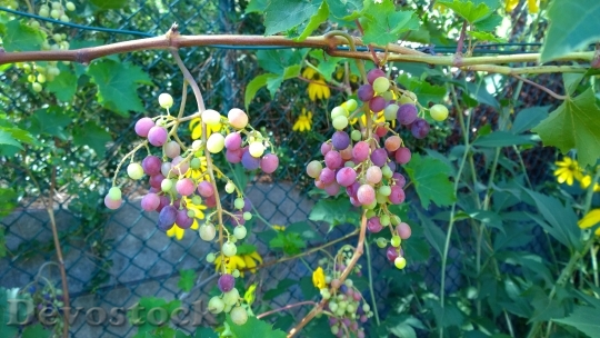 Devostock Vine Grape Cluster Fruit
