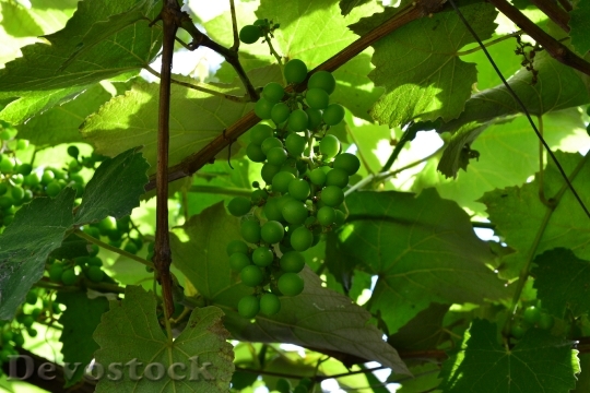 Devostock Vine Grapes Green Leaves