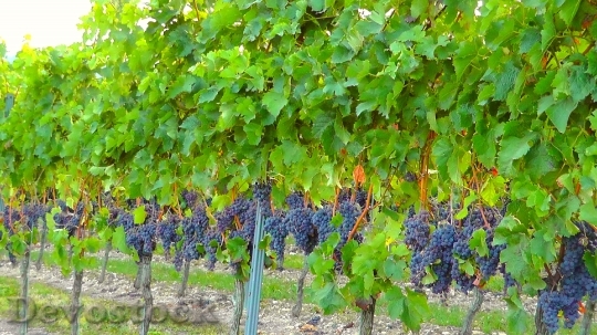 Devostock Vine Vineyard Winegrowing Vines 0