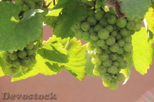 Devostock Vines Grapes Wine Winegrowing