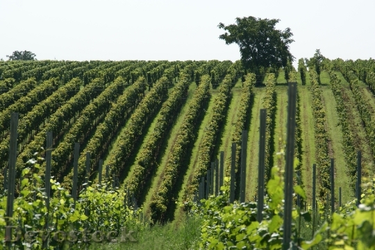 Devostock Vineyard Field Agriculture Vine