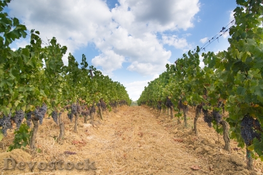 Devostock Vineyard Grapes Landscape Italy