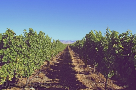 Devostock Vineyard Grapes Leaves Green