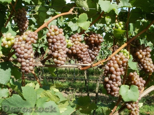 Devostock Vineyard Grapes Letzenberg Wine