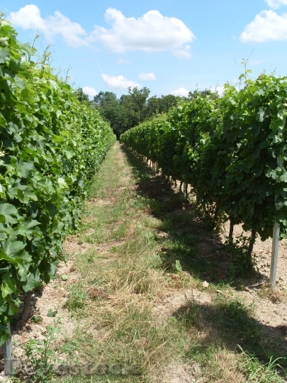 Devostock Vineyard Vines Grapes Winery