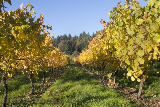 Devostock Vineyard Wine Oregon Vine