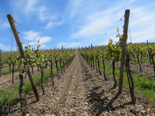 Devostock Vineyards Grapes Vines Fruits