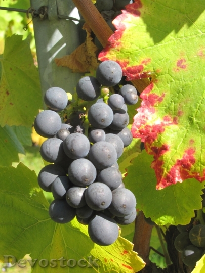Devostock Vintage Grapes Wine Fruit