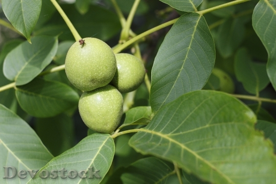 Devostock Walnut Greek Nutlet Tree