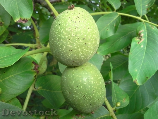 Devostock Walnut Nut Tree Fruit