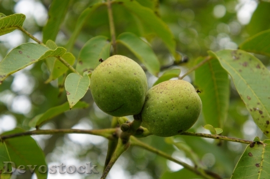Devostock Walnut Nuts Walnut Crop