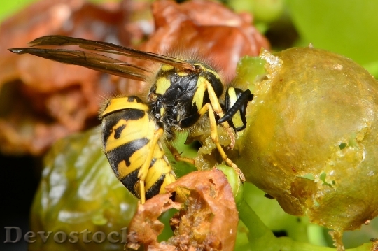 Devostock Wasp Eats Grapes Wasp