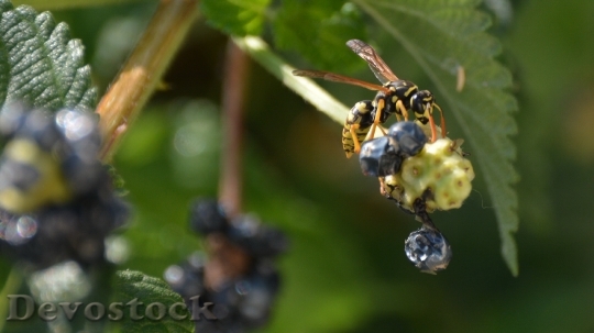 Devostock Wasp Fruit Flower Animals