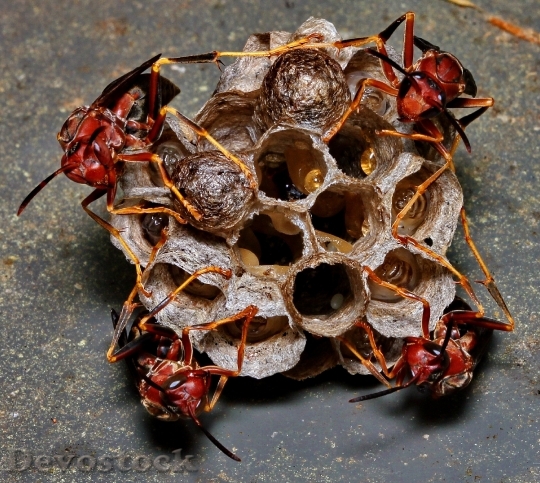 Devostock Wasp Nest Eggs Macro