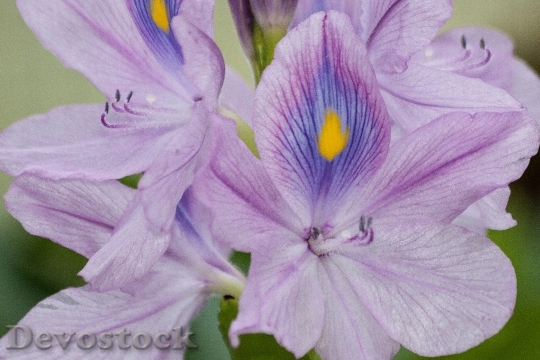 Devostock Water Hyacinth Eichhornia 194377