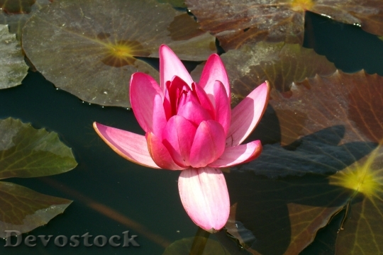 Devostock Water Lily Flower Pink 1