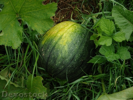 Devostock Watermelon Fruit Melons Green