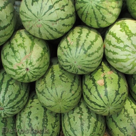 Devostock Watermelon Melon Citrullus Lanatus 1