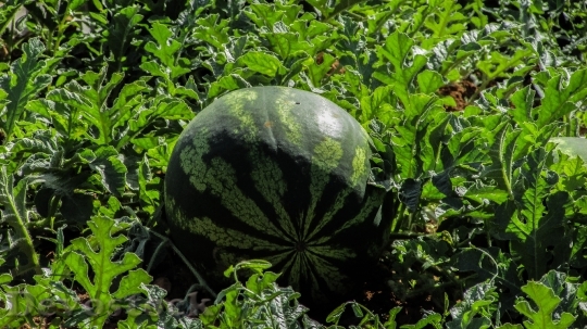 Devostock Watermelon Plant Fruit Farm 0