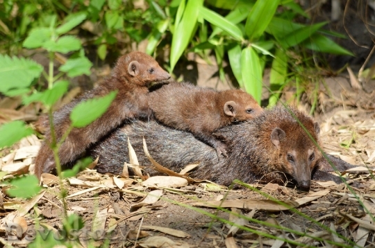 Devostock Weasel Family Animals Wildlife