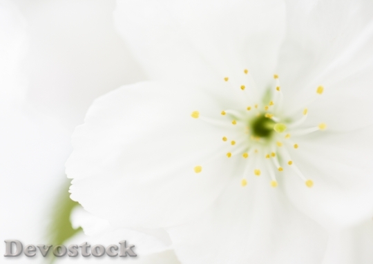 Devostock White Anemone Flowers Closeup