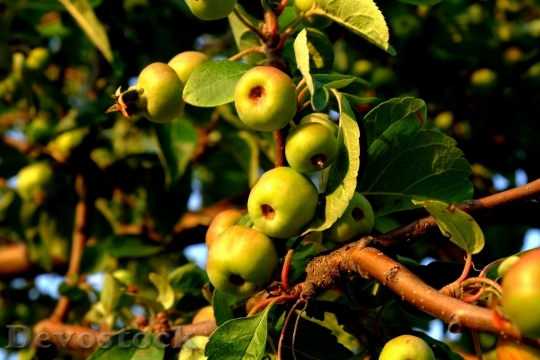 Devostock Wild Apple Wild Growth