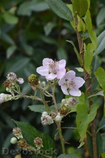 Devostock Wild Blackberry Nature Plant