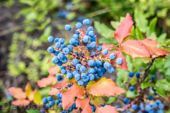 Devostock Wild Blueberries Blue Berry