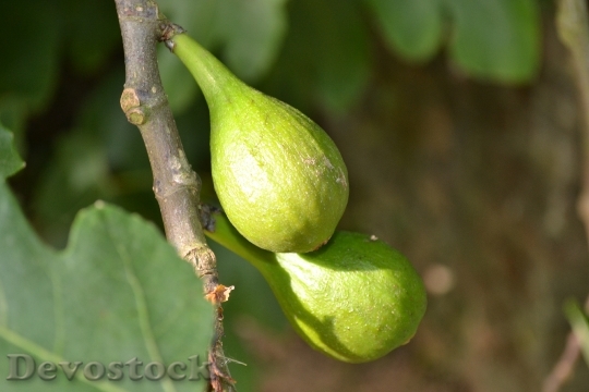 Devostock Wild Fig Common Fig