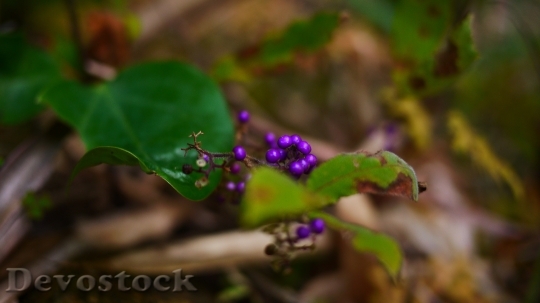 Devostock Wild Fruits Macro Purple