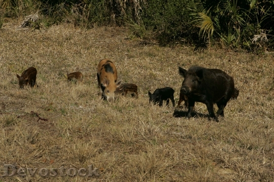 Devostock Wild Pigs Family Male
