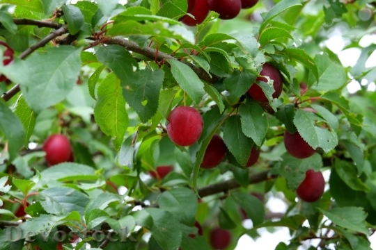 Devostock Wild Plum Fruit Fruits