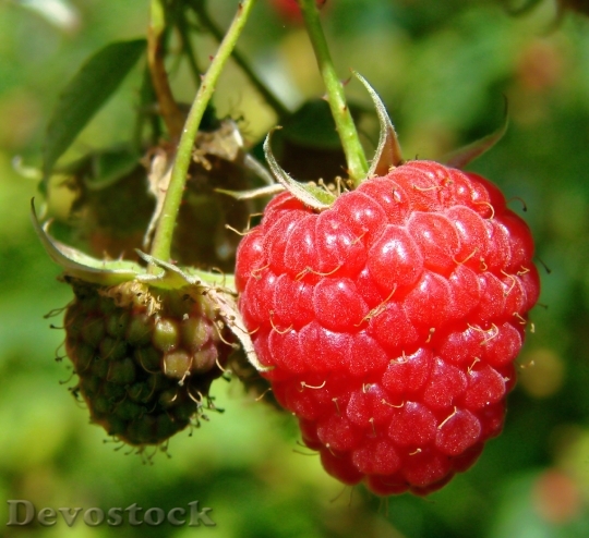 Devostock Wild Red Raspberry Berry