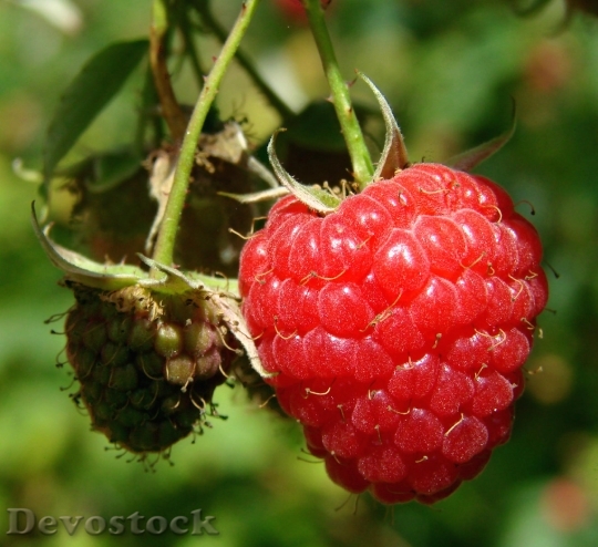 Devostock Wild Red Raspberry Png